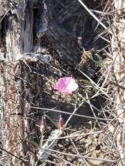Convolvulus chilensis