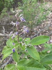 Vitex trifolia