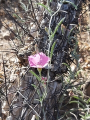 Convolvulus chilensis