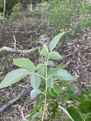 Vitex trifolia