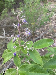 Vitex trifolia