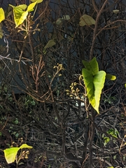 Magnoliopsida