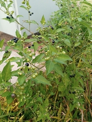 Solanum americanum