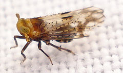 Conomelus anceps