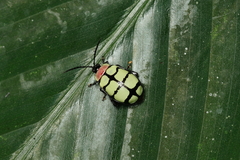 Alagoasa scissa