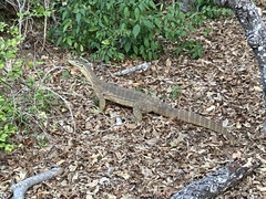 Varanus panoptes panoptes