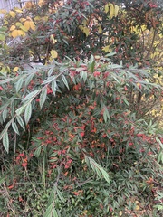 Cotoneaster salicifolius