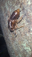 Amphipsalta