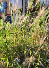 Hordeum murinum