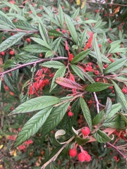 Cotoneaster salicifolius