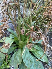 Plantago