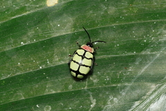 Alagoasa scissa