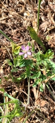 Erodium moschatum