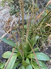 Plantago