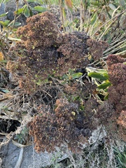 Hydrangea arborescens