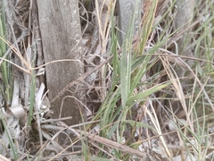 Sporobolus virginicus