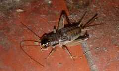 Miogryllus