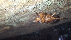 Amphipsalta