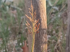 Sporobolus virginicus