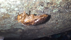 Amphipsalta