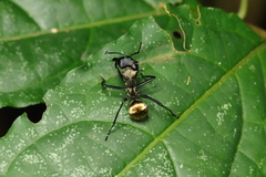 Camponotus sericeiventris