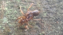 Amphipsalta