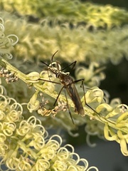 Toxorhynchites speciosus