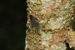 Anasa apicalis