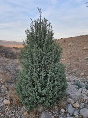 Juniperus oxycedrus
