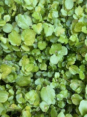 Nasturtium officinale