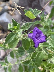 Ruellia californica peninsularis