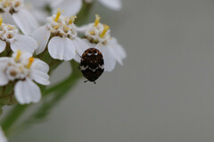 Anthrenus angustefasciatus
