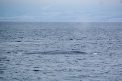 Balaenoptera musculus