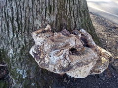 Pseudoinonotus
