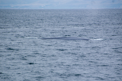 Balaenoptera musculus