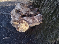 Pseudoinonotus