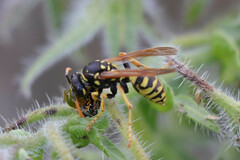 Polistes gallicus