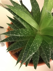 Aloe humilis
