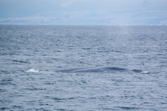 Balaenoptera musculus