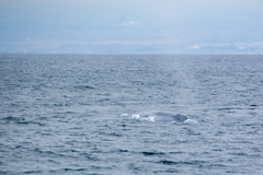 Balaenoptera musculus