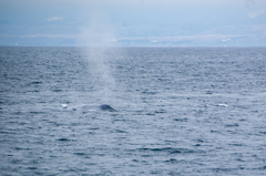 Balaenoptera musculus