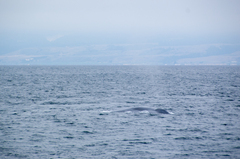 Balaenoptera musculus