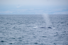 Balaenoptera musculus