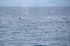 Balaenoptera musculus