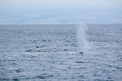 Balaenoptera musculus