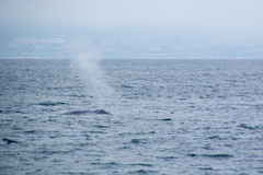 Balaenoptera musculus