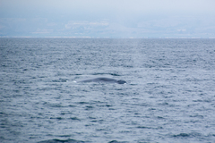 Balaenoptera musculus