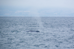 Balaenoptera musculus