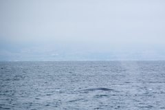 Balaenoptera musculus