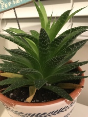 Aloe humilis